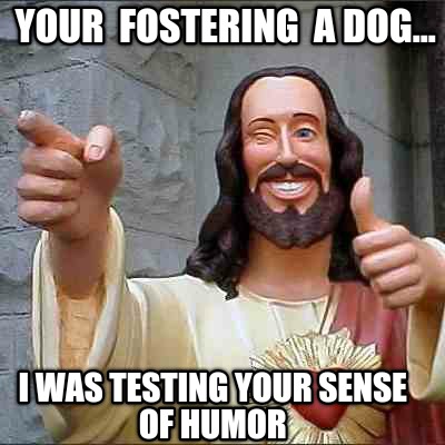 your-fostering-a-dog...-i-was-testing-your-sense-of-humor