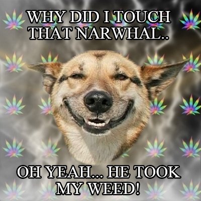 why-did-i-touch-that-narwhal..-oh-yeah...-he-took-my-weed