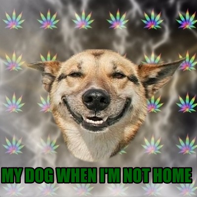 my-dog-when-im-not-home