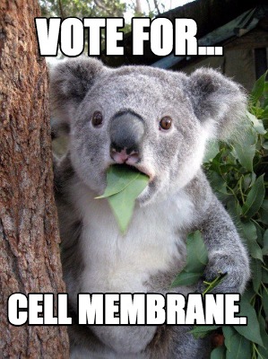 vote-for...-cell-membrane
