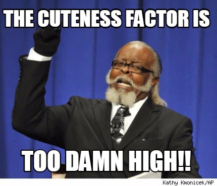 the-cuteness-factor-is-too-damn-high