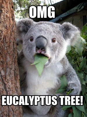 omg-eucalyptus-tree