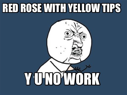 red-rose-with-yellow-tips-y-u-no-work