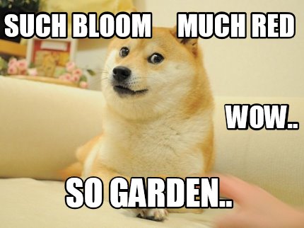 such-bloom-much-red-so-garden..-wow