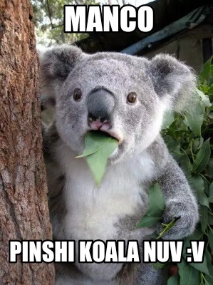 manco-pinshi-koala-nuv-v