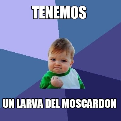 tenemos-un-larva-del-moscardon