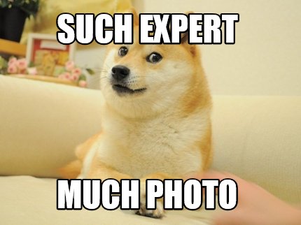 such-expert-much-photo
