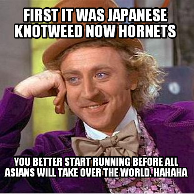 first-it-was-japanese-knotweed-now-hornets-you-better-start-running-before-all-a