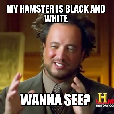 my-hamster-is-black-and-white-wanna-see
