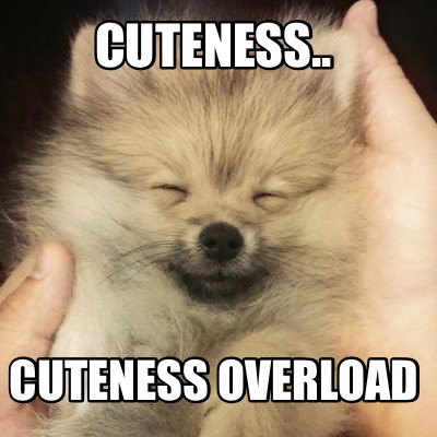 cuteness..-cuteness-overload