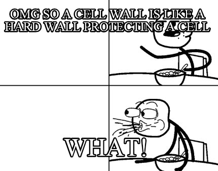 omg-so-a-cell-wall-is-like-a-hard-wall-protecting-a-cell-what