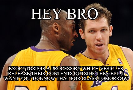 hey-bro-exocytosis-is-a-process-by-which-vesicles-release-their-contents-outside