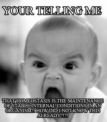 your-telling-me-that-homeostasis-is-the-maintenance-of-stable-internal-condition