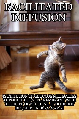 facilitated-diffusion-is-diffusion-of-glucose-molecules-through-the-cell-membran