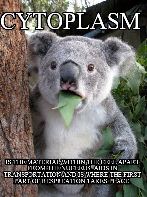 cytoplasm-is-the-material-within-the-cell-apart-from-the-nucleus.-aids-in-transp
