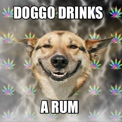 doggo-drinks-a-rum