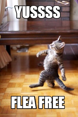 yussss-flea-free