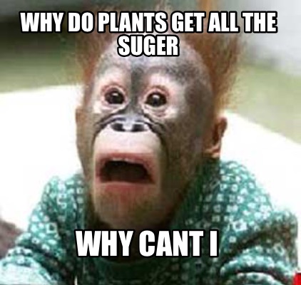 why-do-plants-get-all-the-suger-why-cant-i