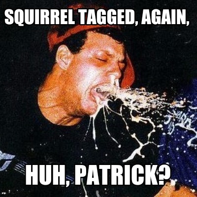 squirrel-tagged-again-huh-patrick