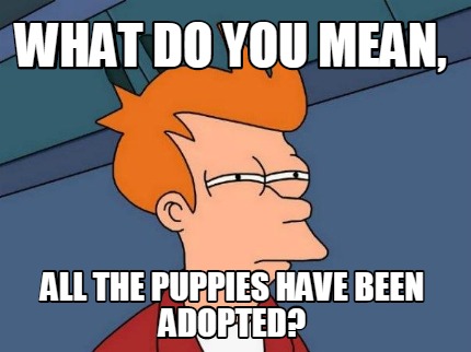 what-do-you-mean-all-the-puppies-have-been-adopted