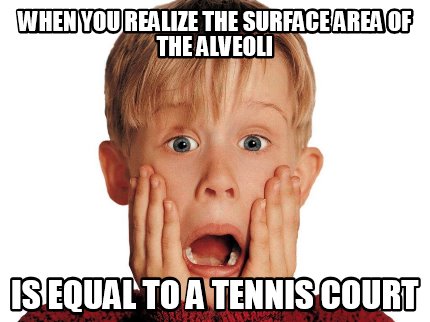 when-you-realize-the-surface-area-of-the-alveoli-is-equal-to-a-tennis-court