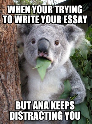 when-your-trying-to-write-your-essay-but-ana-keeps-distracting-you