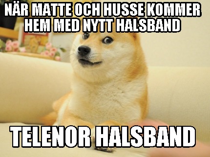 nr-matte-och-husse-kommer-hem-med-nytt-halsband-telenor-halsband