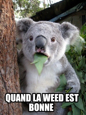 quand-la-weed-est-bonne