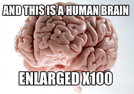 and-this-is-a-human-brain-enlarged-x100