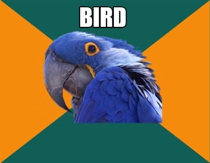 bird