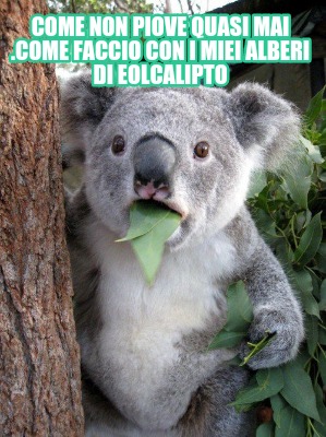 come-non-piove-quasi-mai-.come-faccio-con-i-miei-alberi-di-eolcalipto