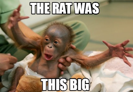the-rat-was-this-big