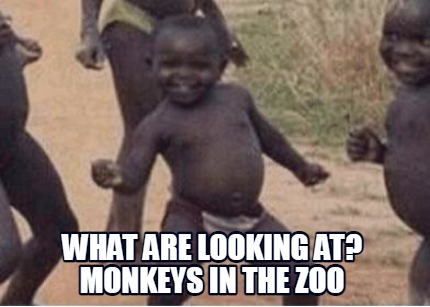 what-are-looking-at-monkeys-in-the-zoo