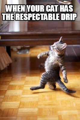 when-your-cat-has-the-respectable-drip