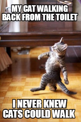 my-cat-walking-back-from-the-toilet-i-never-knew-cats-could-walk1