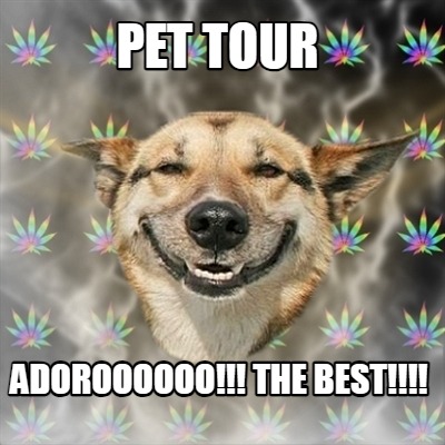 pet-tour-adoroooooo-the-best