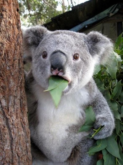 surprised-koala2
