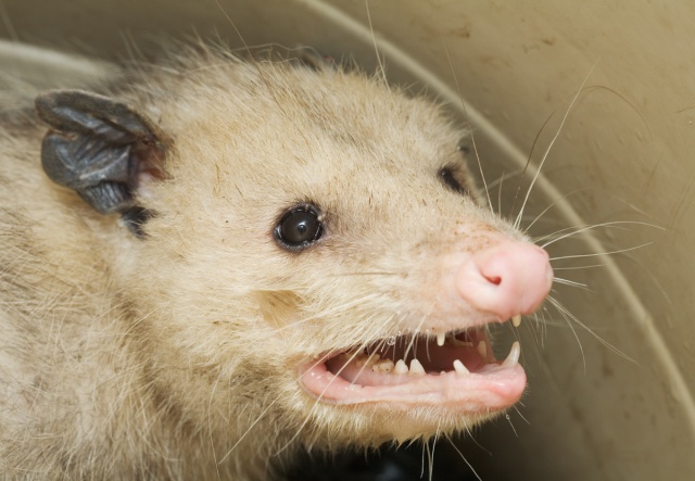 possum