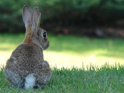 bunny-tea