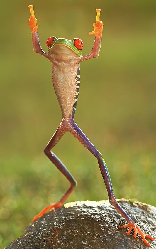fuuuuuu-frog