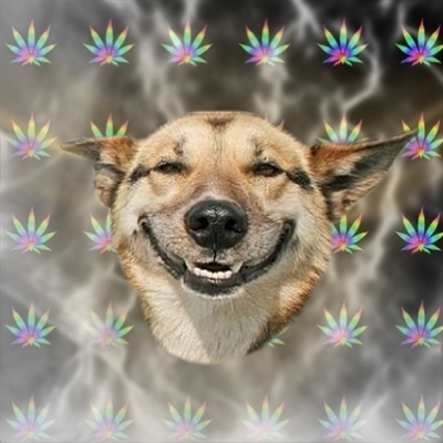 stoner-dog