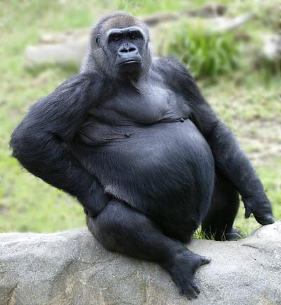 uninterested-gorilla