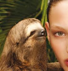 whisper-sloth