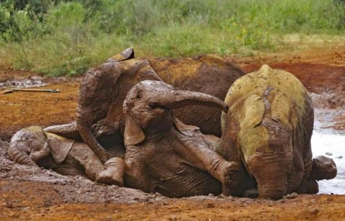 elephant-mud