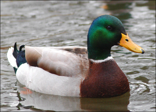 actual-advice-mallard