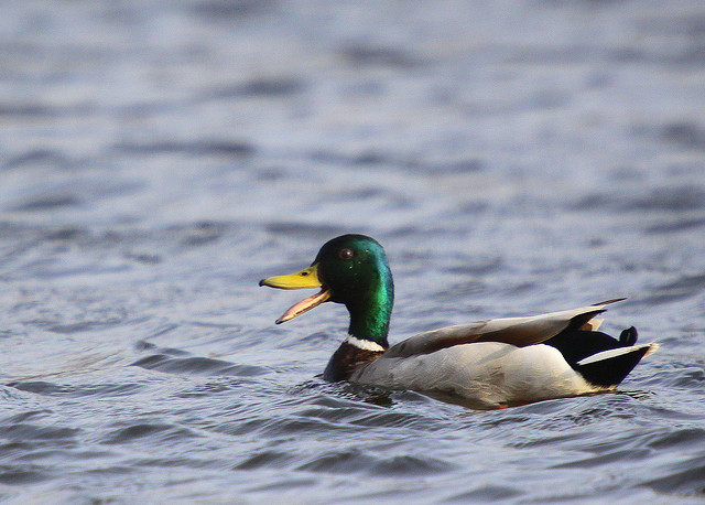 actual-mallard-advice