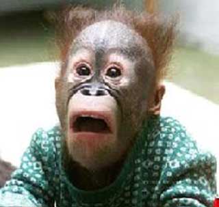 monkey-shocked