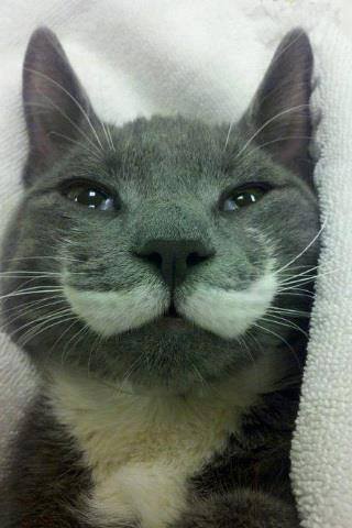 mustache-cat8