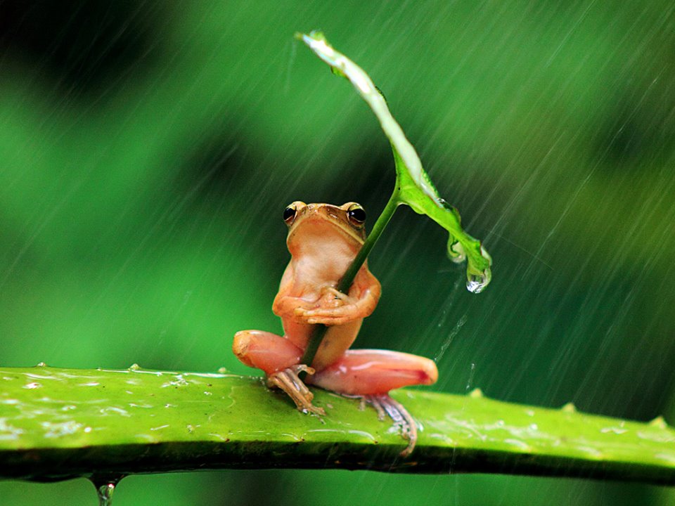 umbrella-frog