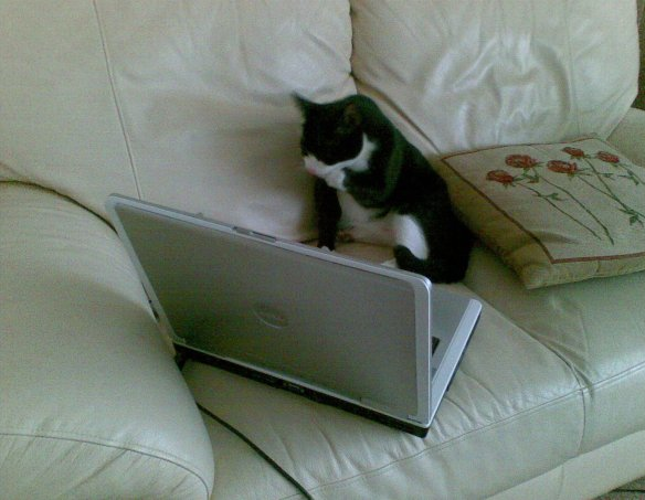 browsing-cat